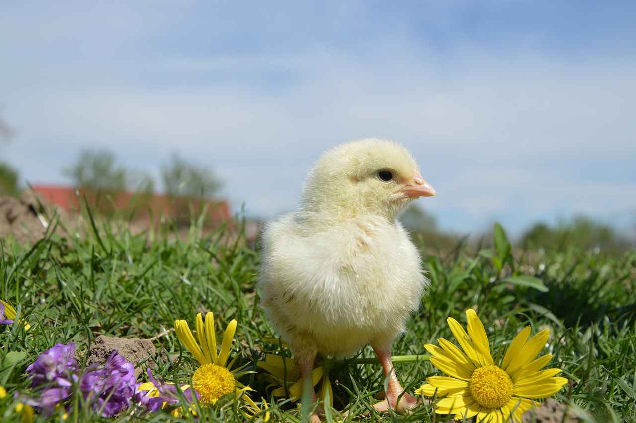Sonuç: 0 Faizli Kredilerin Geleceği