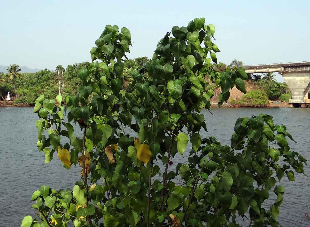 Faiz Oranları: Tasarruf Hesapları İçin En İyi Zaman 2 Tasarruf Hesabı Nedir ve Nasıl Çalışır?