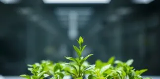 Yeni Nesil Teknoloji: Chia Büyüme Hesaplama Yazılımı Next-Generation Technology: Chia Growth Calculation Software